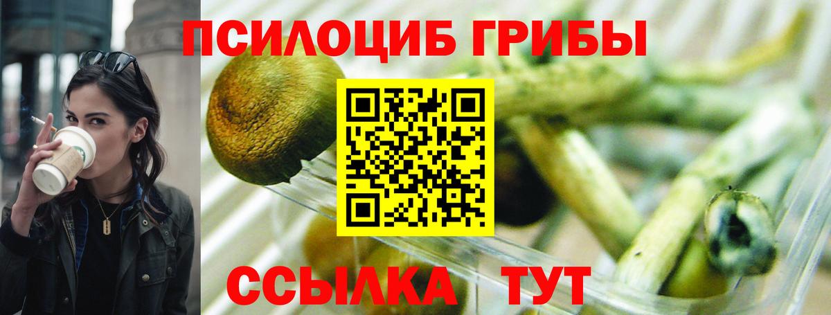 Псилоцибиновые грибы Psilocybe Лесозаводск